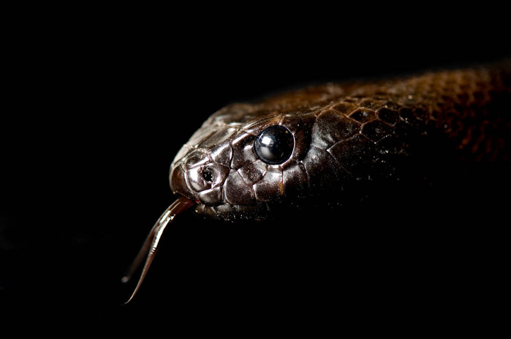 Источник: joelsartore.com