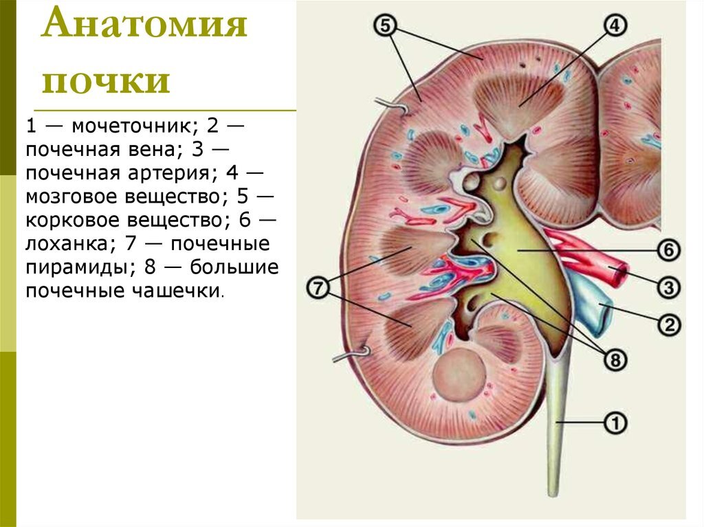 1 2 почки. Анатомическое строение почки. внутреннее строение почки анатомия. почечная вена строение. строение почки синельников.