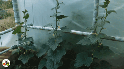 гибриды Ф1 Герман