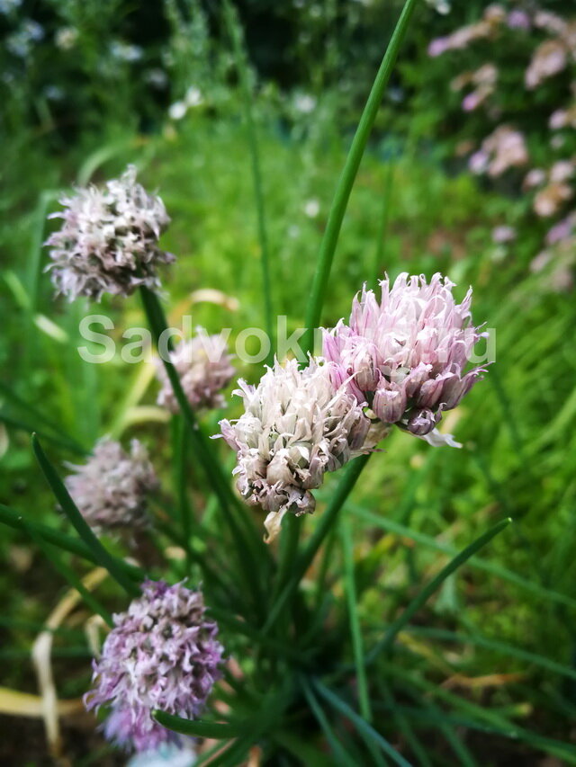 Собираем семена шнитт-лука