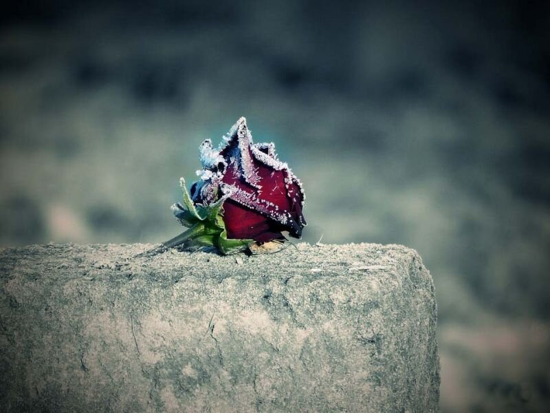 Фото: pixabay