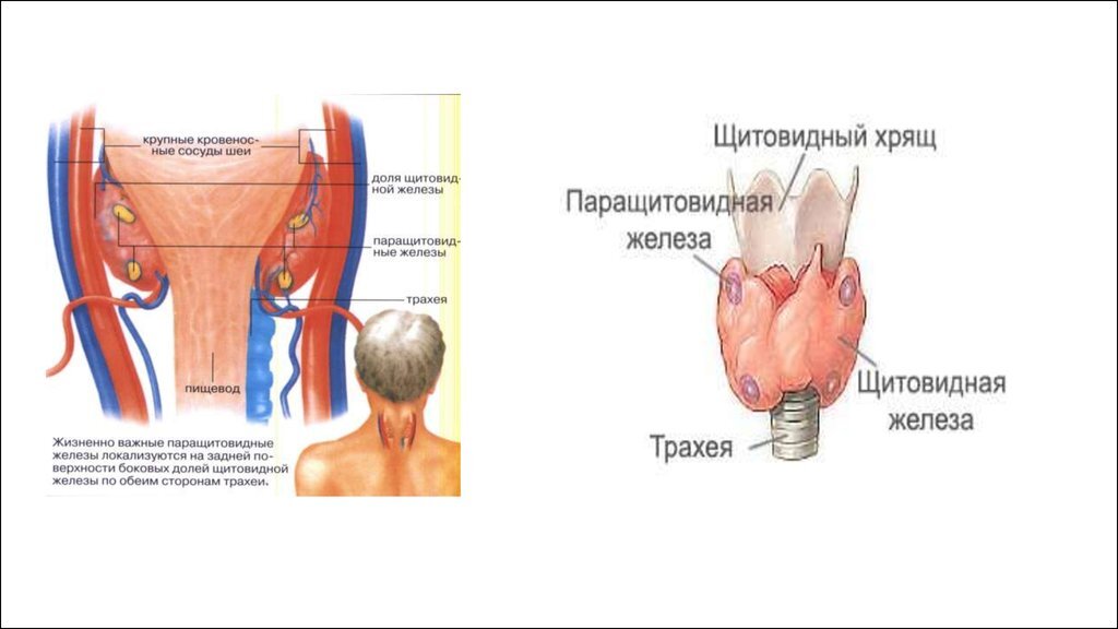 Паращитовидные железы что это