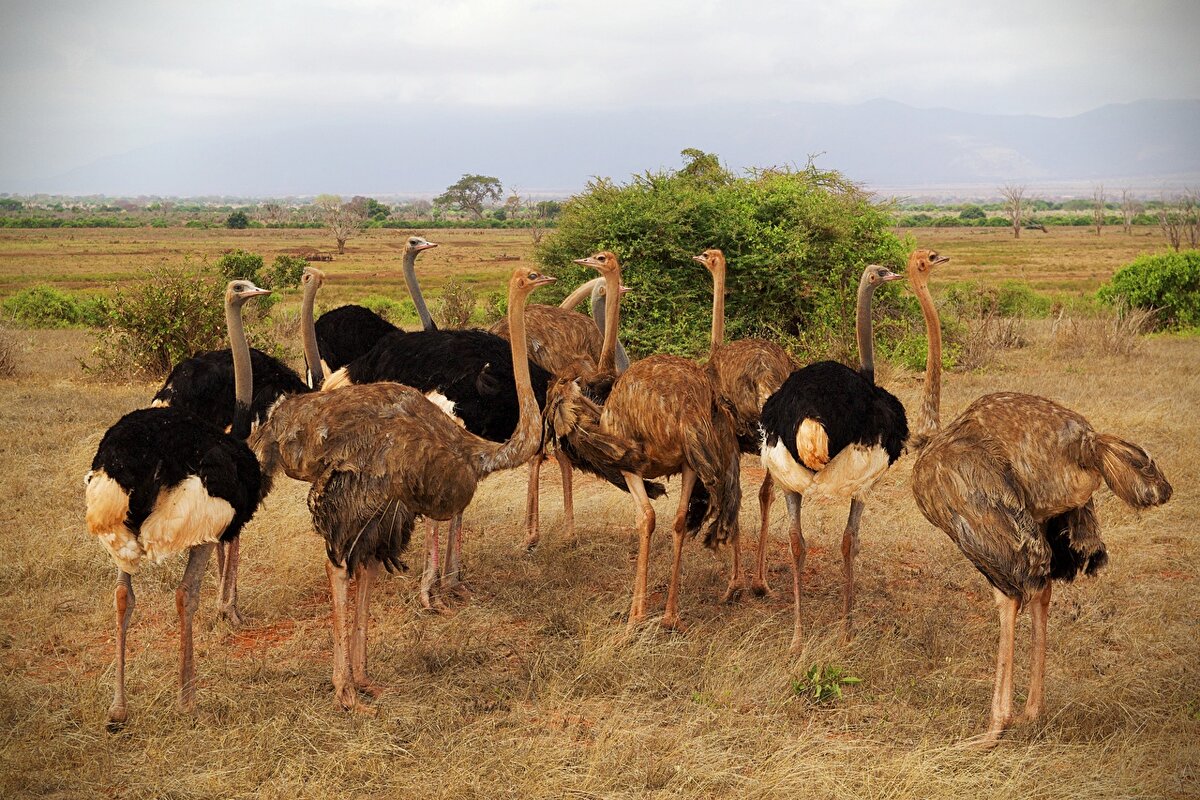 https://s1.1zoom.ru/big0/176/Birds_Ostriches_Many_Africa_Parks_Tsavo_national_565296_1280x853.jpg