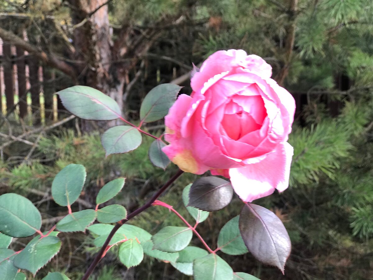 Роза Дэвида Остина