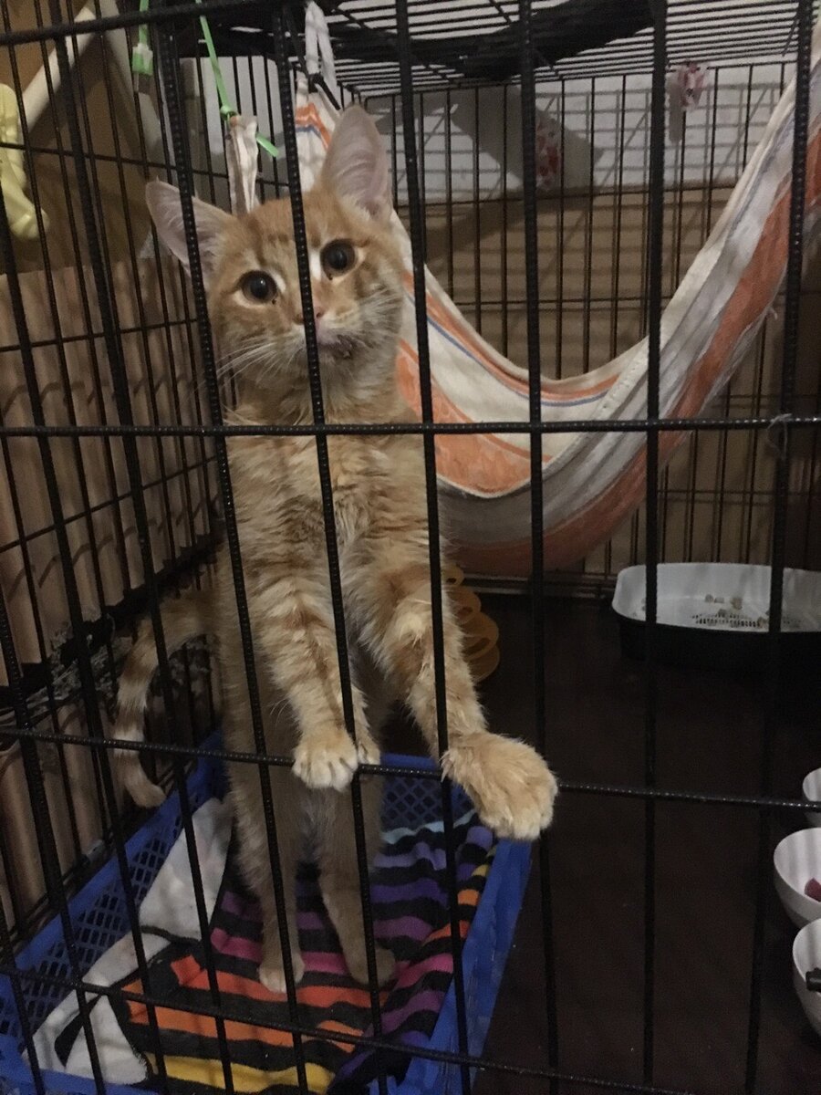 Животные в приюте кошки. Приют для кошек в москве. Ховрино кошачий приют. Кошачий приют для кошек в москве. Сдать кошку в приют в москве навсегда.