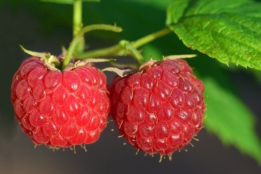 https://cdn.pixabay.com/photo/2018/06/04/23/42/raspberry-3454504__340.jpg