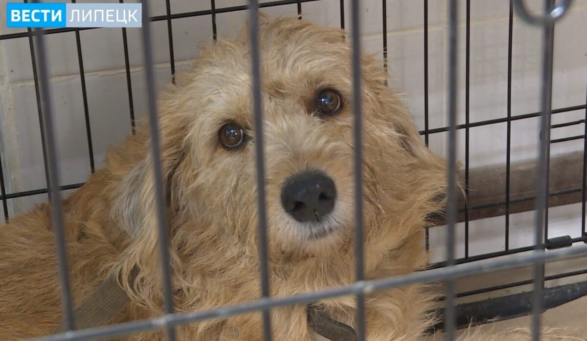 Лунтик в приюте