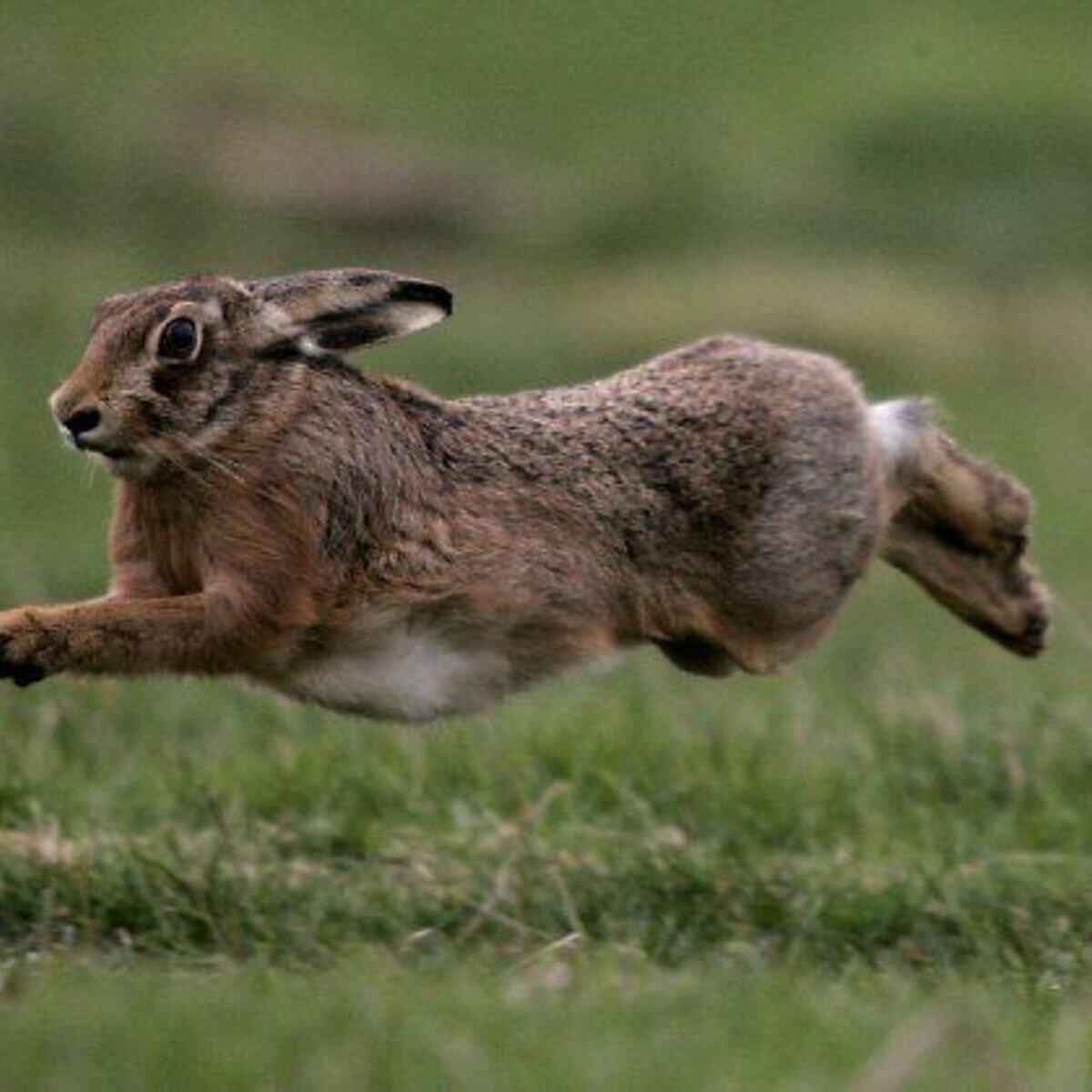 Зайцы бегали в лесу. Заяц Русак бежит. Заяц Русак бег. Заяц Русак в дикой природе. Заяц Русак прыгает.