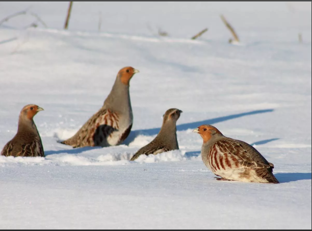 Серые куропатки зимой. Из источников в свободном доступе
