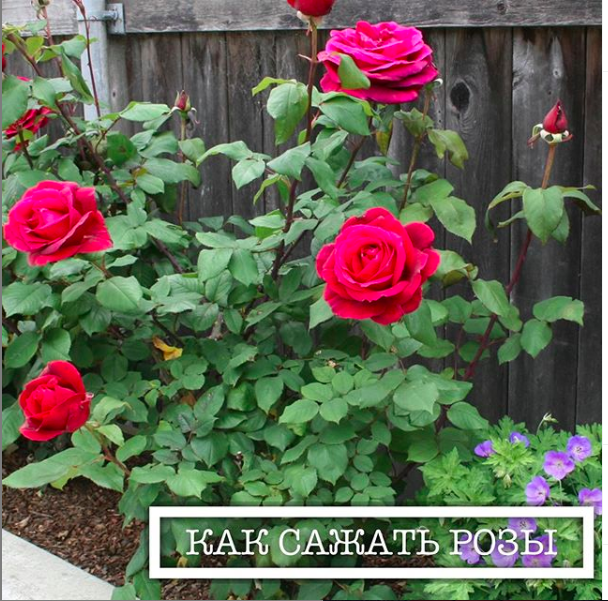Как сажать розы