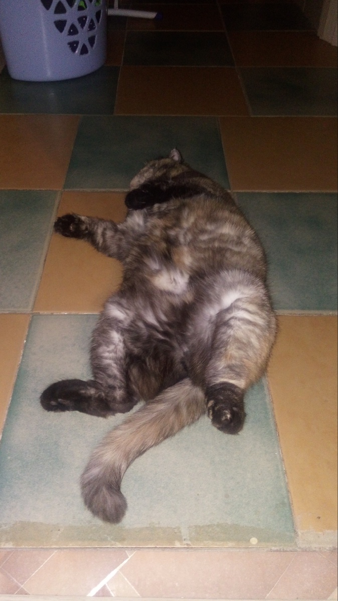 Осторожно! Спящая кошка на полу