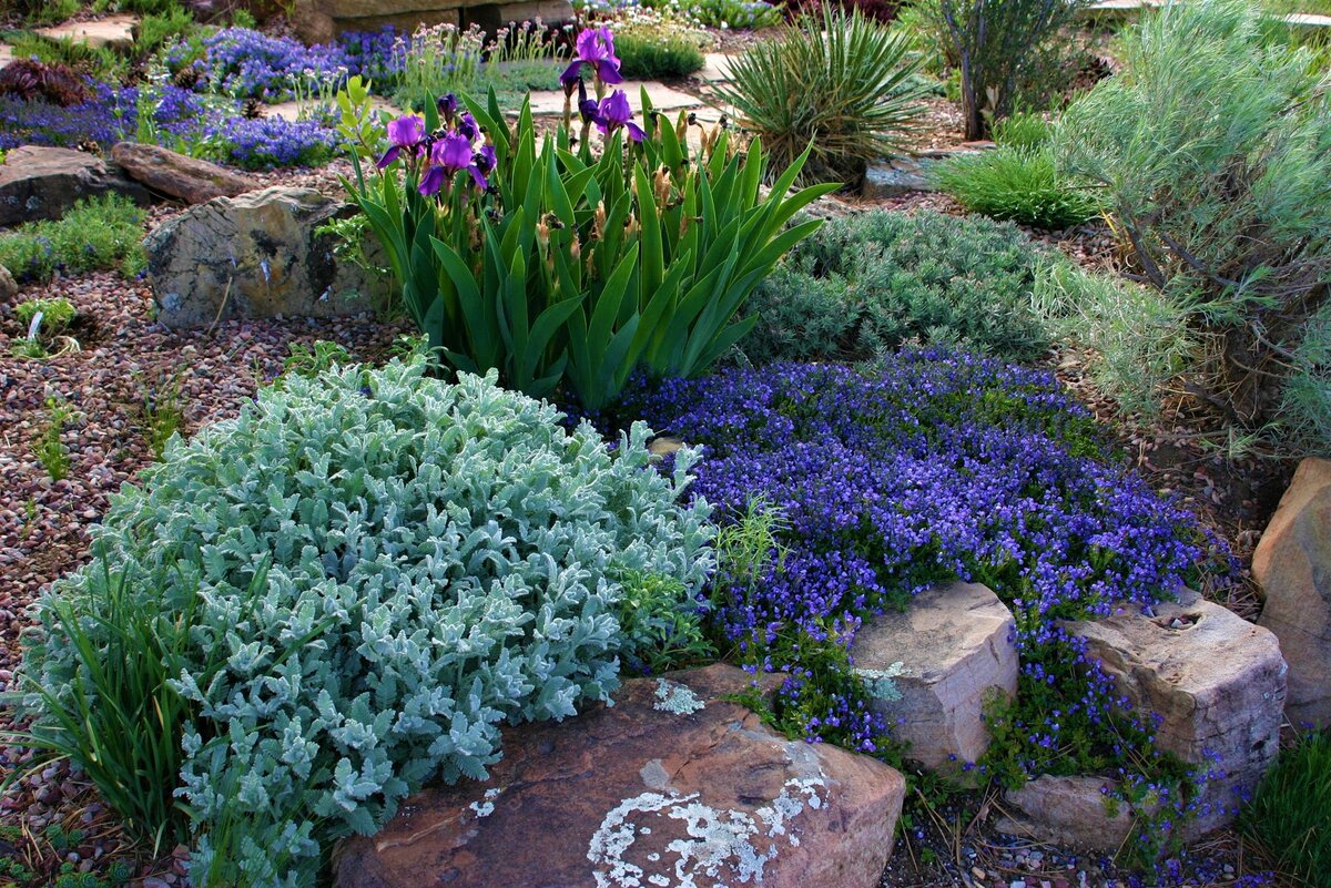 Ирисы, серебристая пижма и почвопокровная вероника в каменистом саду. Источник фото: Яндекс картинки.