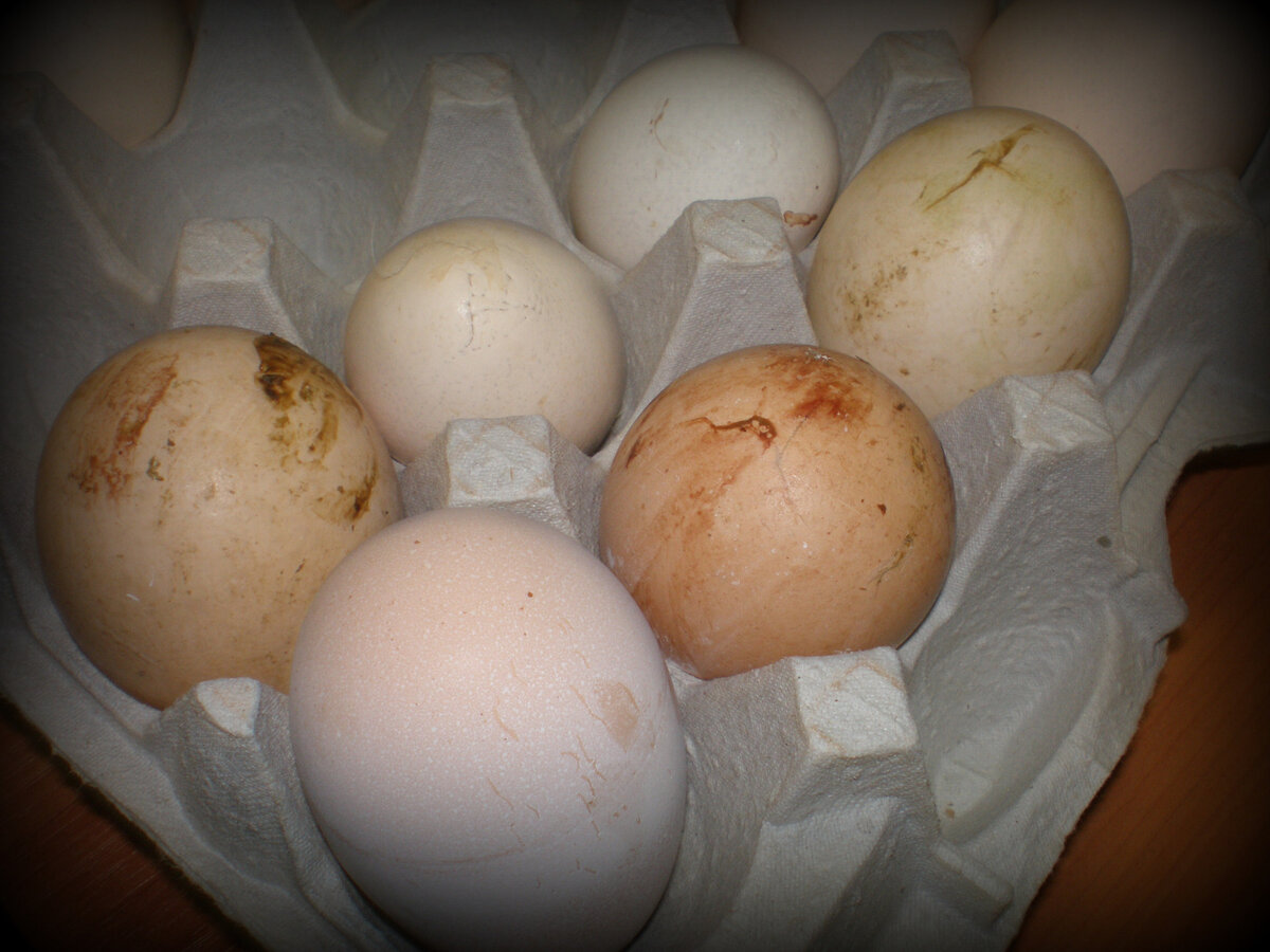 Яйца грязные можно ли их мыть. Яйцо утиное инкубационное. Грязное куриное яйцо. Домашние куриные яйца.