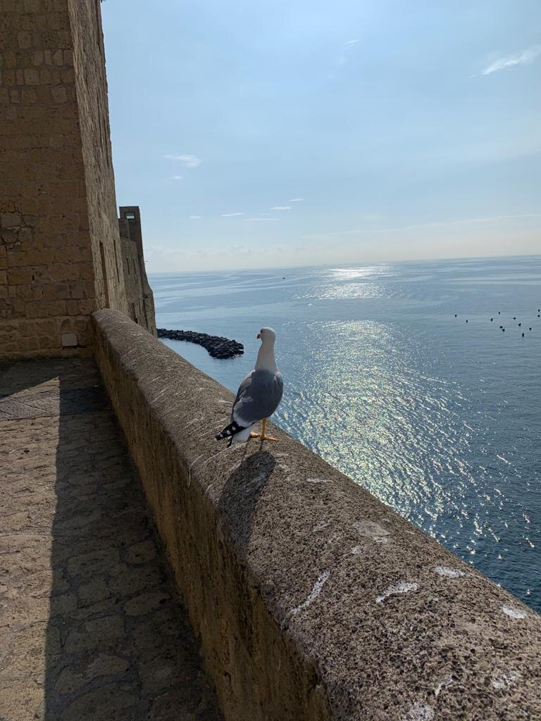 Крепость в Неаполе. И снова местные чайки. 