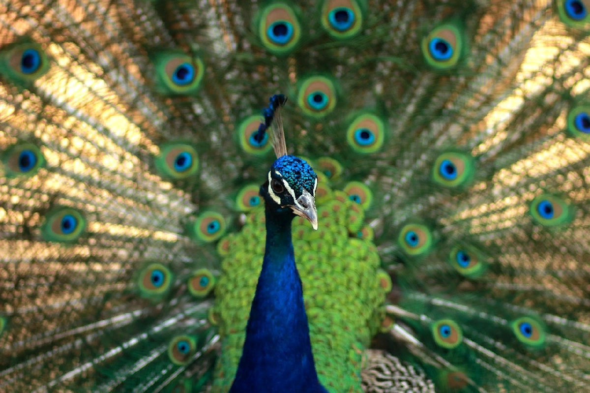 Зоопарк «Лимпопо»