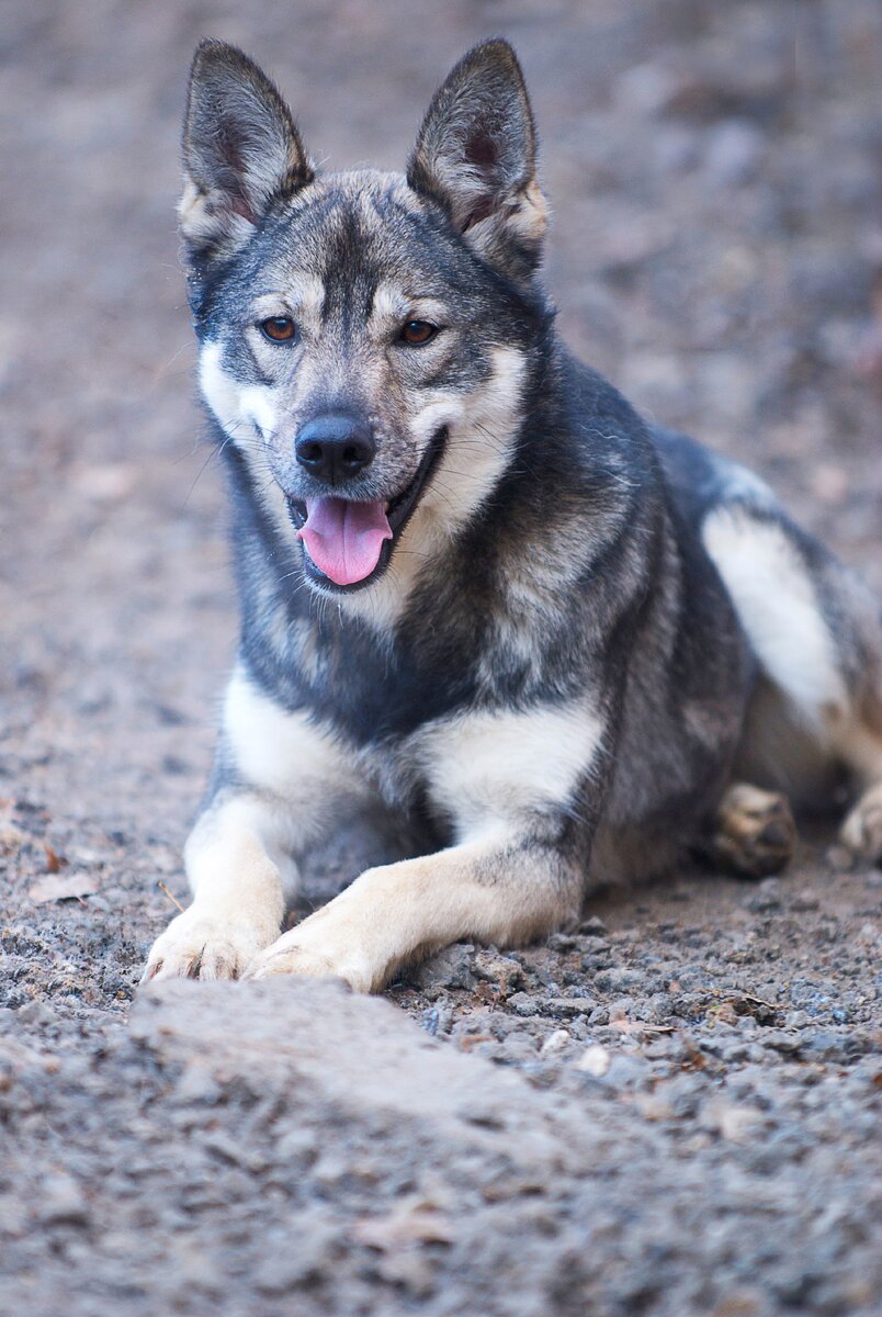 Грейс шикарная выпускница приюта Солнцево
