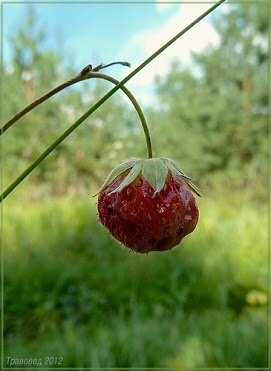 Земляника зелёная (Клубника). Фото автора