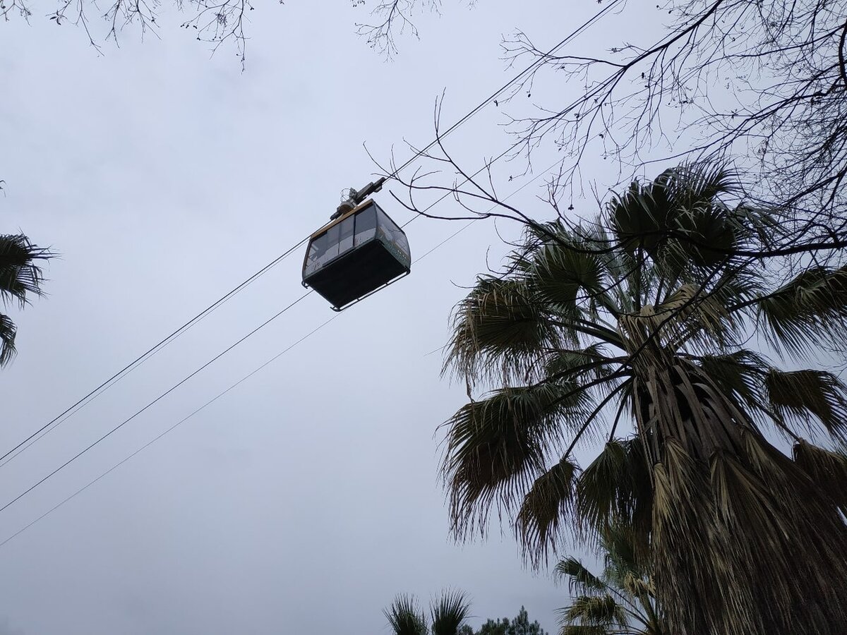 Канатная дорога в дендрарий, фото автора