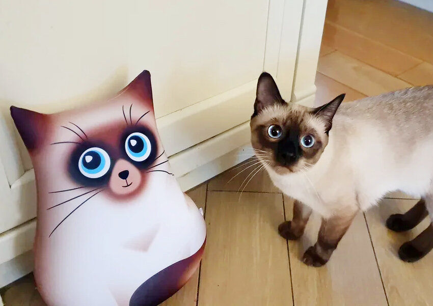 Котоблог телеграмм. Котоблог телеграмм