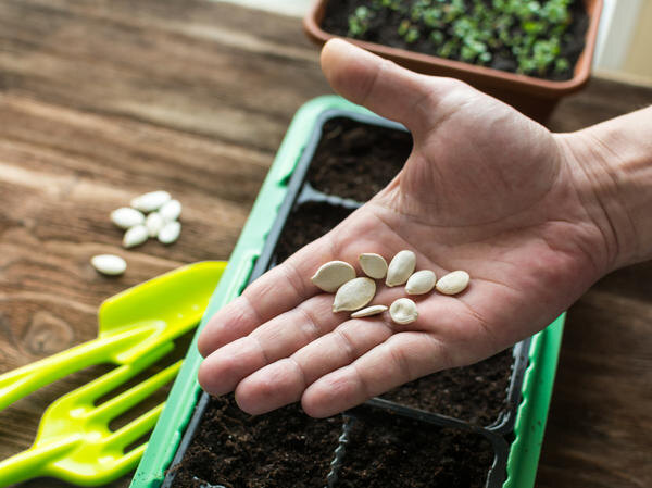 
Даже дачники со стажем верят в мифы о семенах