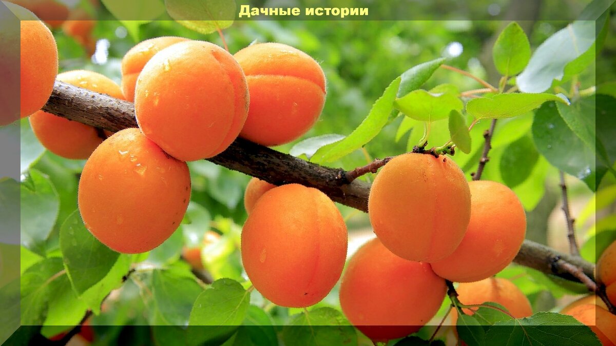 Слива скрещенная с абрикосом. Алыча абрикос. Алыча Prunus armeniaca. Абрикос обыкновенный. Алыча персик.