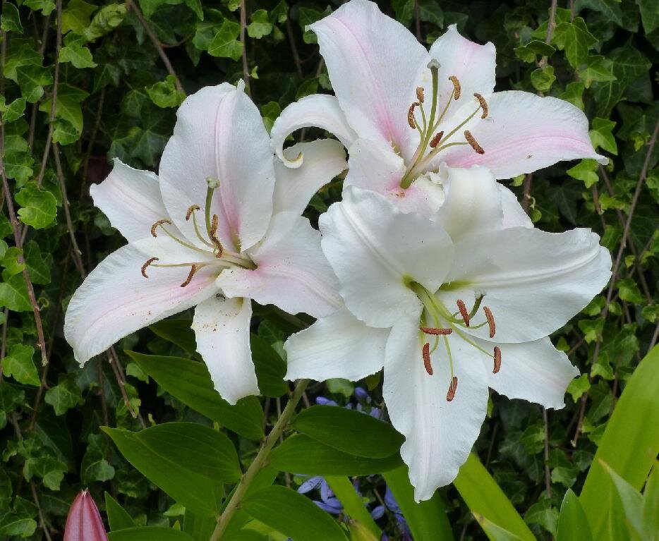 Белые лилии - лучшие сорта для "ленивого" сада
