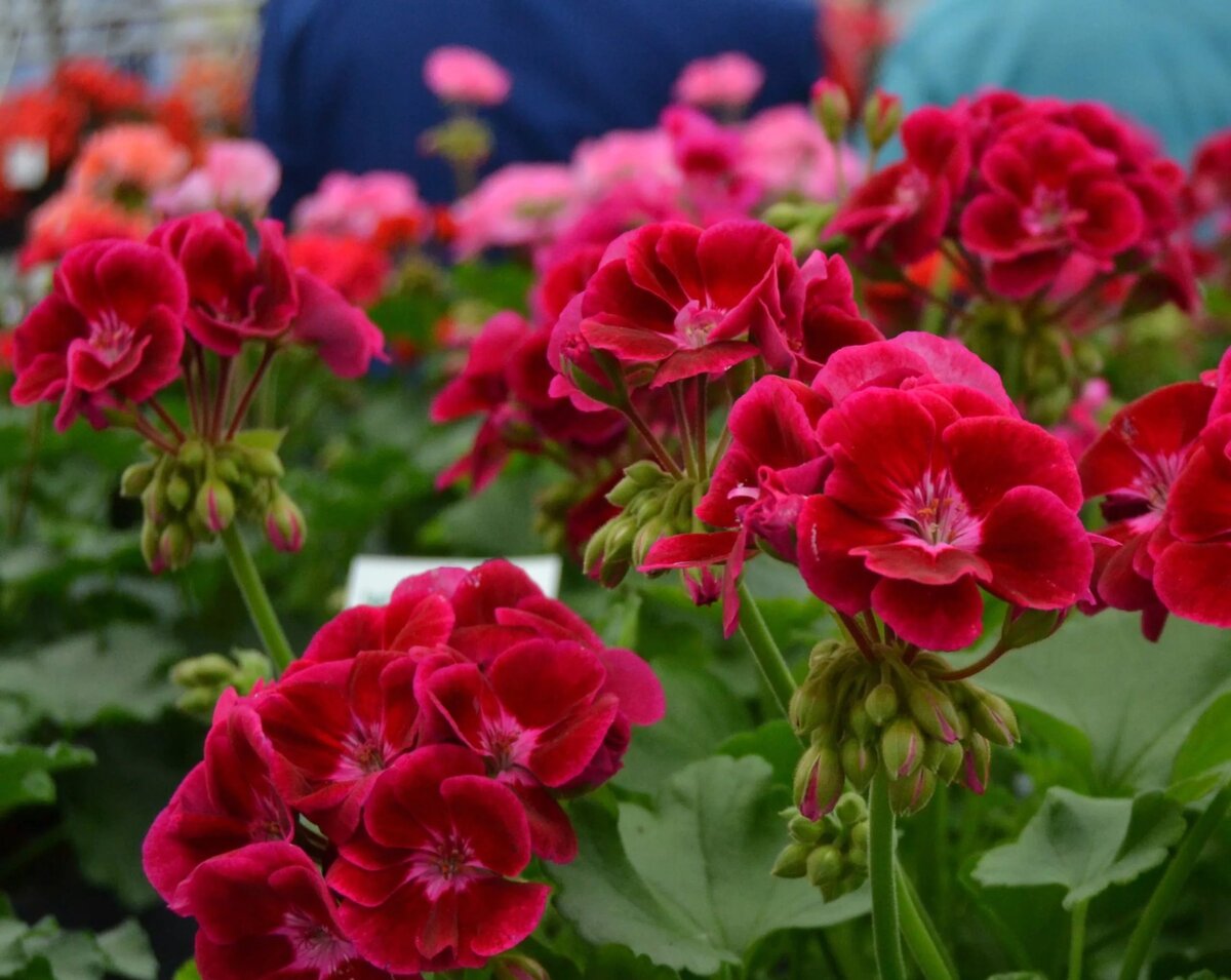 пеларгония зональная. пеларгония зональная bergpalais. пеларгония зональная сорта. пеларгония тоскана linus. пеларгония зональная мультиблум салмон.