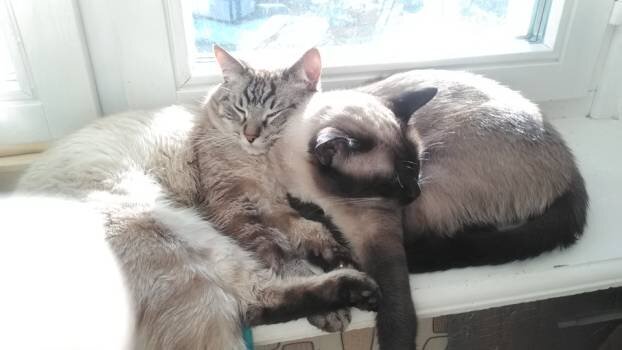 КОТЫ-МАГИЧЕСКИЕ ЖИВОТНЫЕ. ЛЮБЯТ СПАТЬ И НЕ ЛЮБЯТ РАБОТАТЬ.