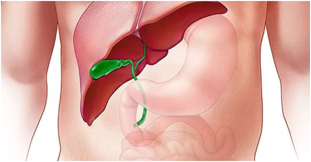 Желчный пузырь