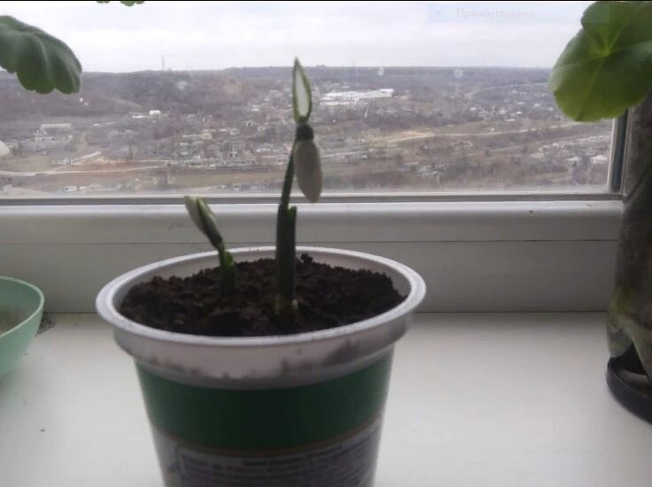 Выглядит как хрустальный цветок