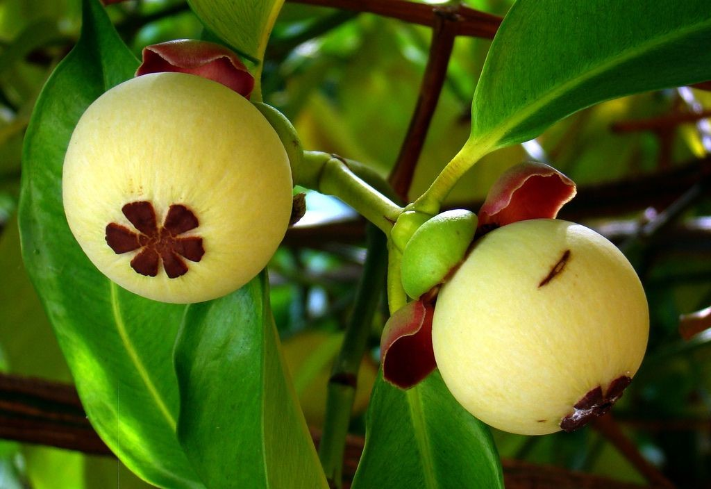 Незрелые плоды мангостина