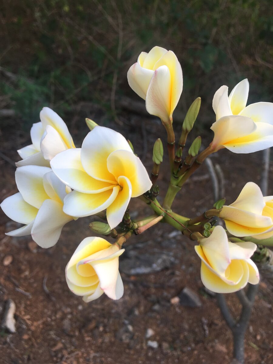 Посмотреть на экзотические растения можно и бесплатно :)