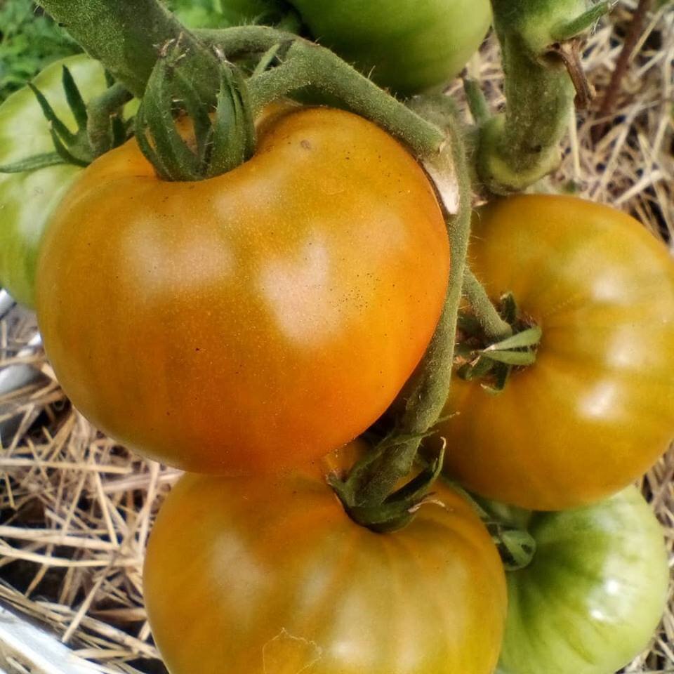 Зреет "Малахитовая шкатулка"