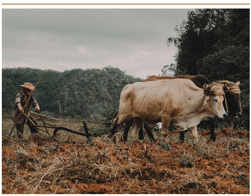 Я выбрал эту фотографию потому, что она красивая. (и также является отсылкой к молоку).