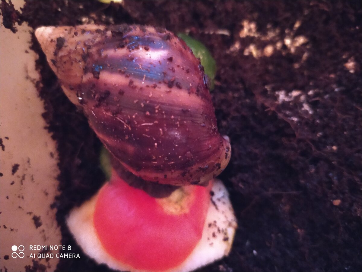 Молодая ахатина