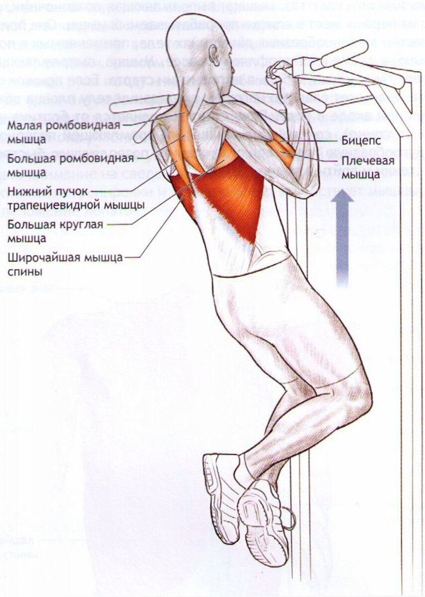 Подтягивания и отжимания для сильных рук.