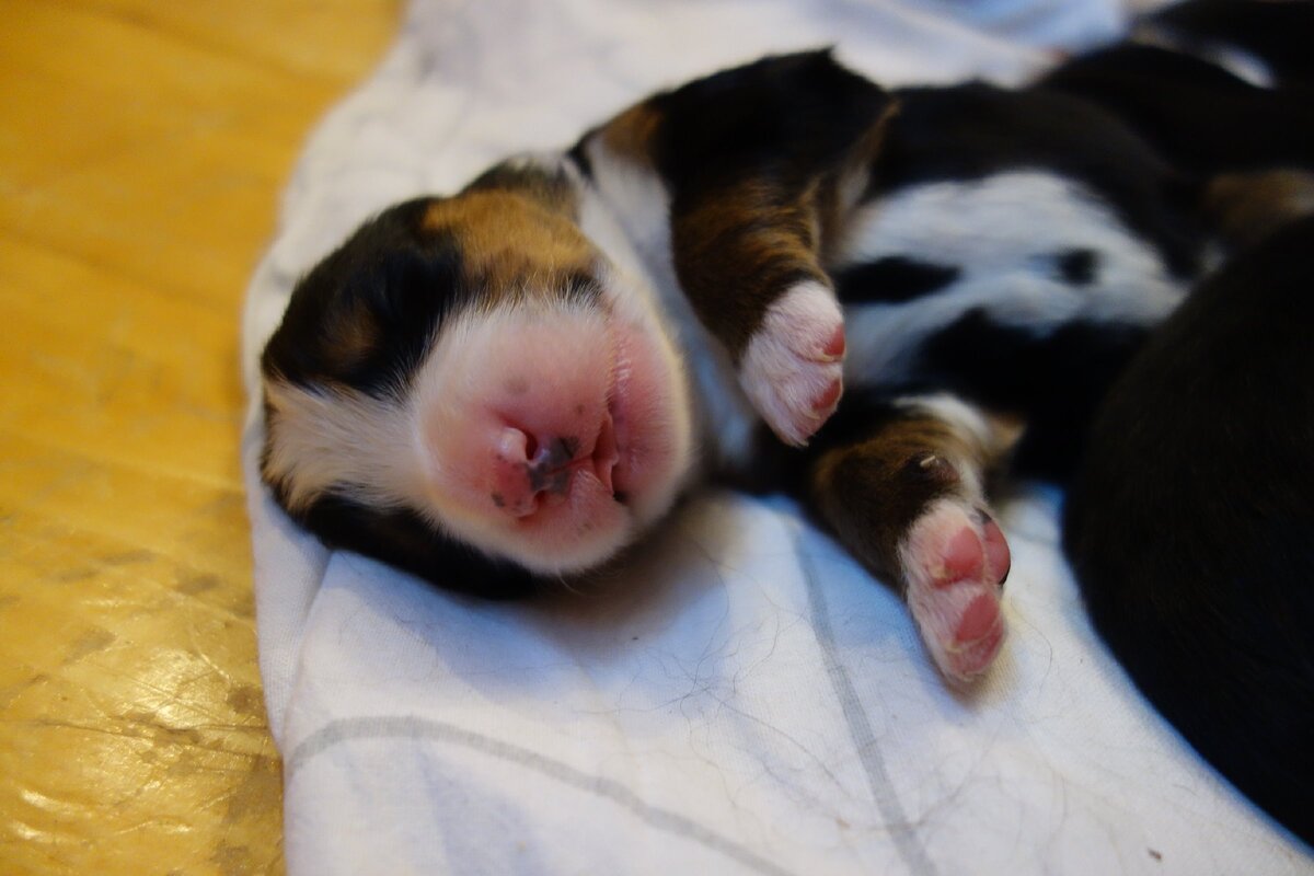 Вот такие мы были при рождении. Чудо, правда?