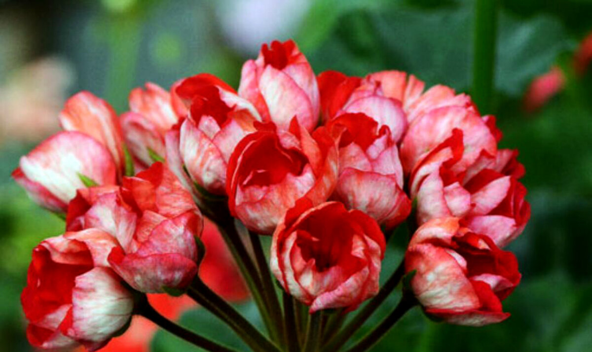 Тюльпановидная Victoria Andrea