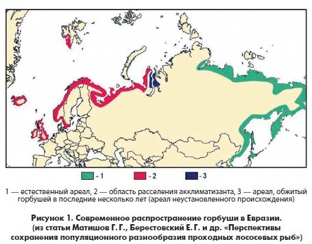 Ареал горбуши