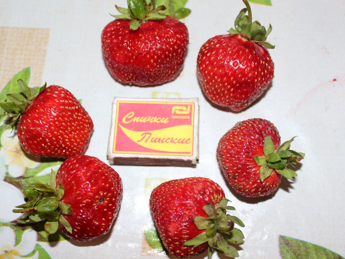 Наши любимые ягодки 