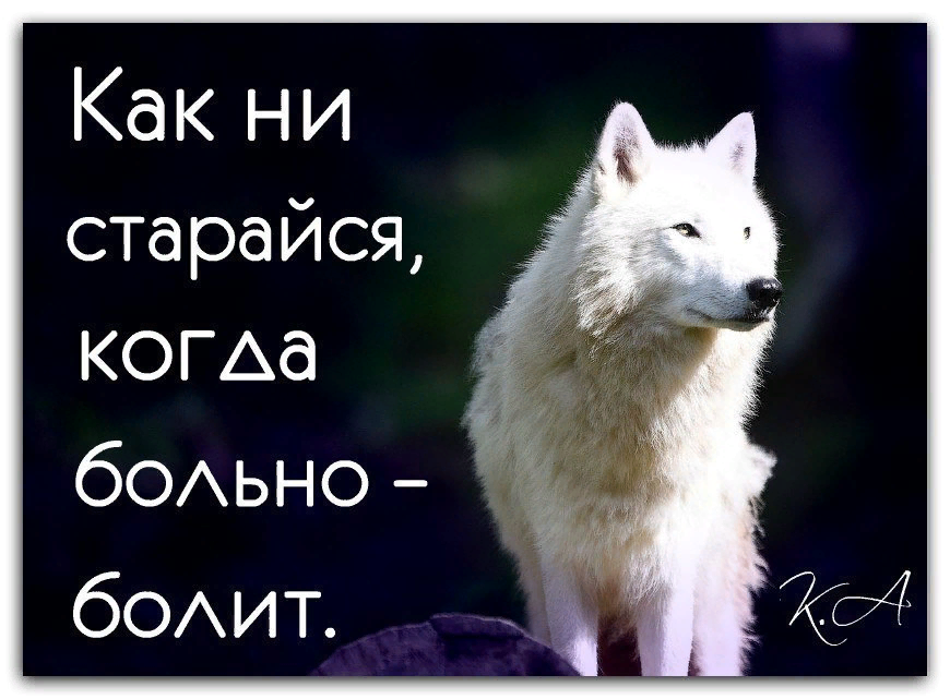 Мамы про волков. Цитаты волка смешные. Цитаты Волков. Цитаты про Волков смешные. Смешные фразы про Волков.