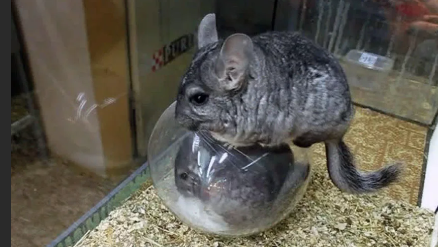 Фотография взята из источника oozoo.ru