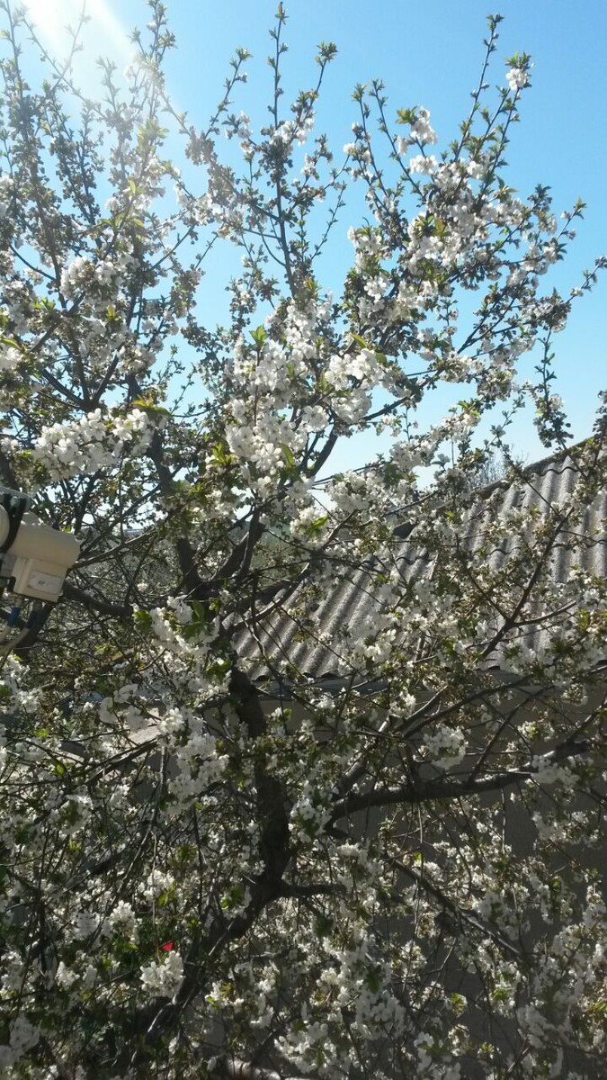 Наступает весна.