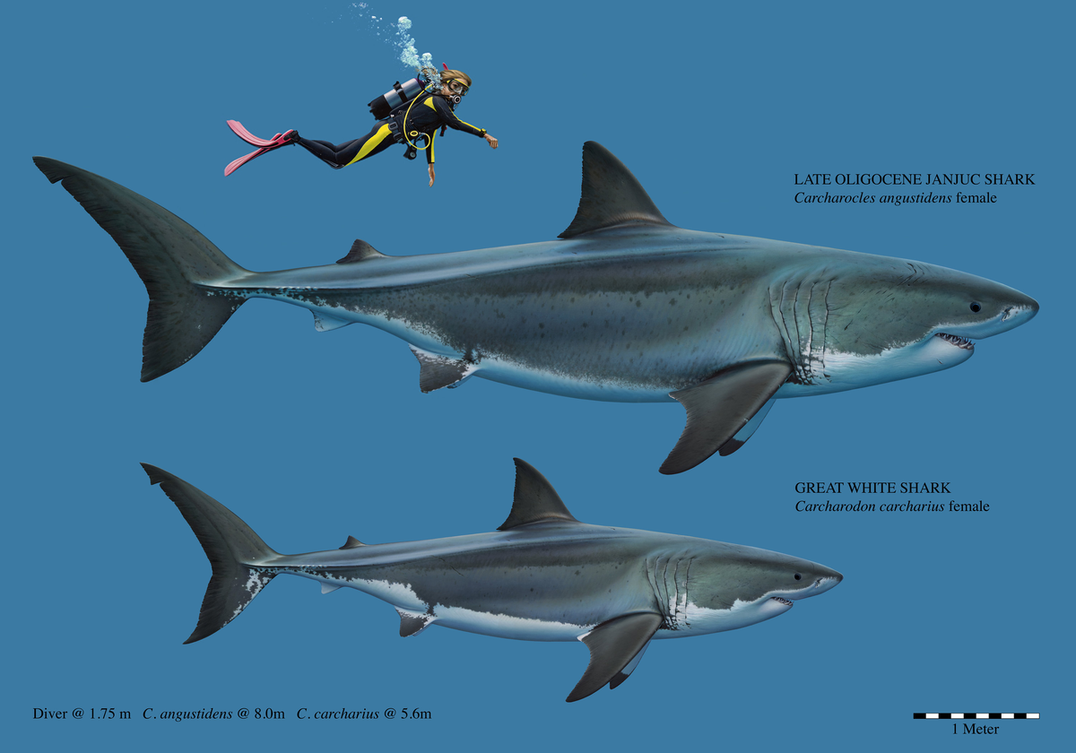 Какой длины акула. Акула Carcharocles Angustidens. Otodus Megalodon. Otodus Angustidens. МЕГАЛОДОН И белая акула.