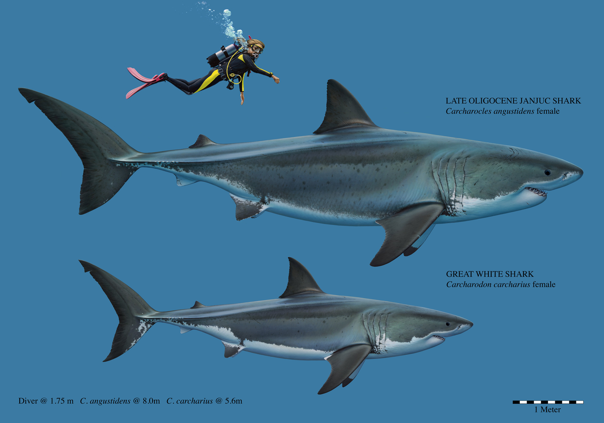 Акула размеры. Акула Carcharocles Angustidens. Акула МЕГАЛОДОН И белая акула. Otodus Angustidens. Тигровая акула и МЕГАЛОДОН.