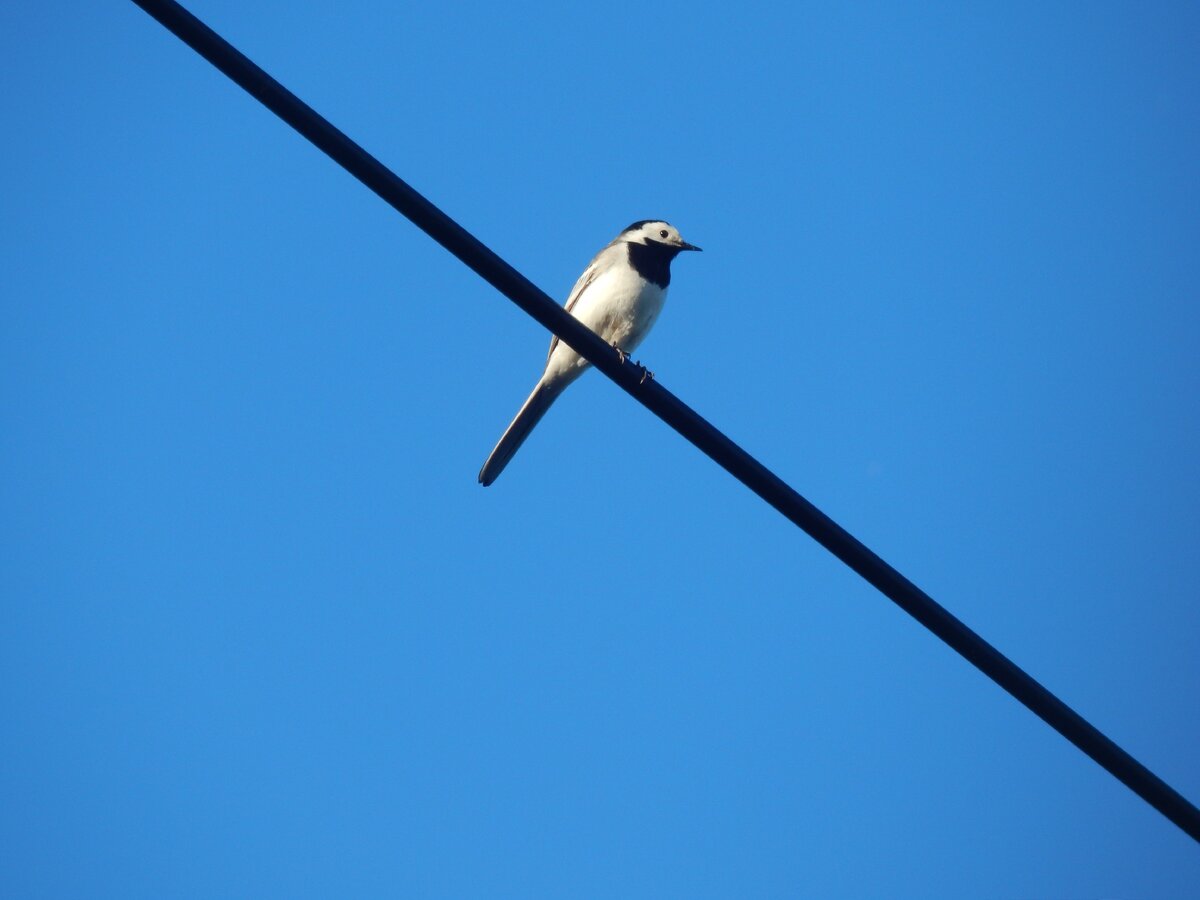 Белая трясогузка