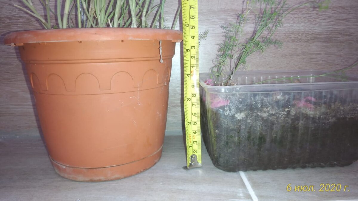 В качестве примера фото укропа, посаженпосажено из одного пакета семян,  два месяца назад. 