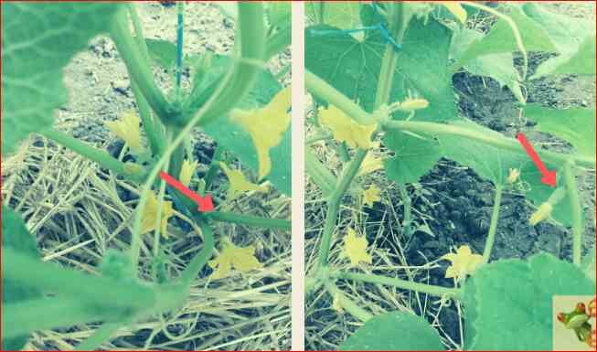 Справа пустоцветы на сортовых  огурцах. Слева - завязь на боковых побегах после прищипывания.