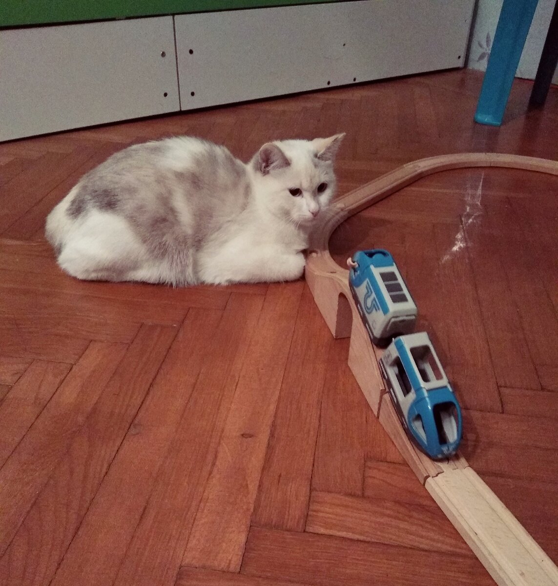 Наша Клякса. Фото автора.