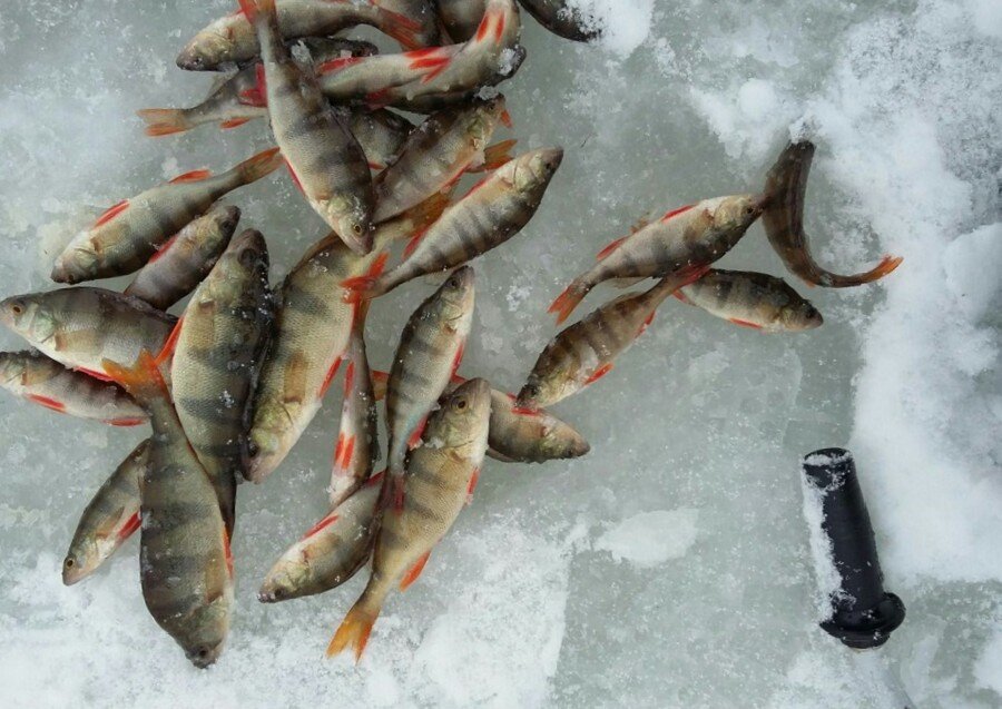 Окунь по первому льду